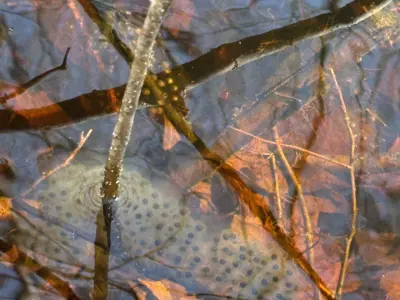 Wood frog eggs attached to submerged twig in a vernal pool